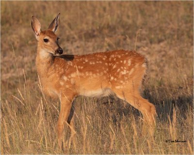 Whitetailed Deer (fawn)