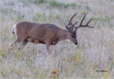 Mule Deer