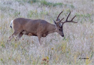  Mule Deer