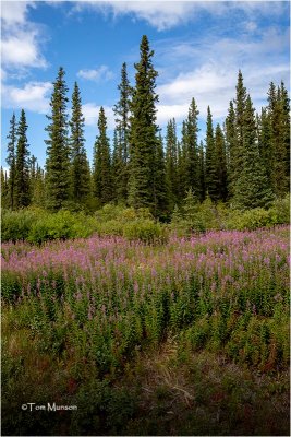  Fireweed 