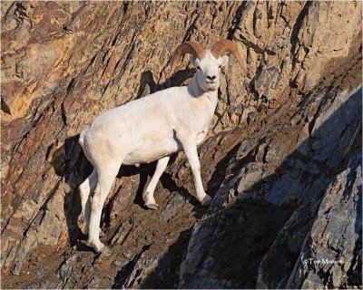 Dall Sheep