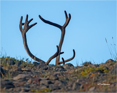  Caribou   (There is a live Caribou under those horns)