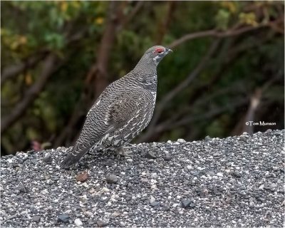  Spruce Grouse    ( Taken at ISO 25,600 amazed, it came out this well.)