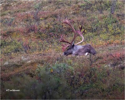  Caribou                  