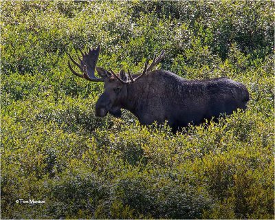  Moose  (Backlit)