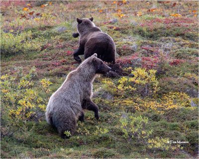  Grizzy Bears