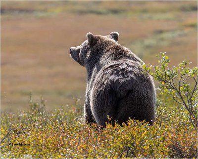  Grizzly Bear      (harsh light)