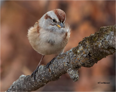  Tree Sparrow