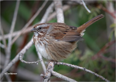  Song Sparrow (fluffed up for the cold)