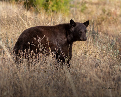  Black Bear