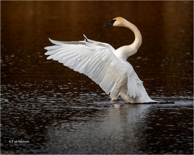  Trumpeter Swan 