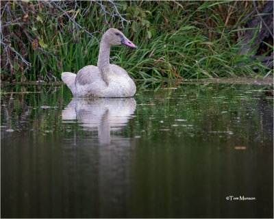  Trumpeter Swan (Juvenile)