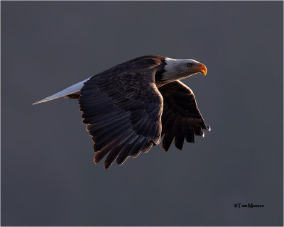  Bald Eagle  (backlit)