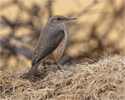  Rock Wren