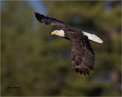  Bald Eagle 