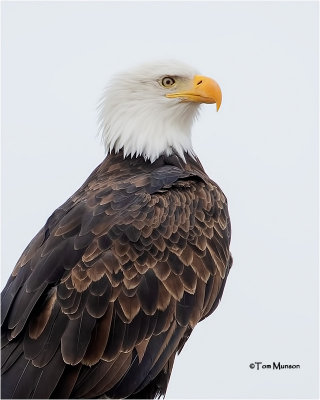  Bald Eagle 