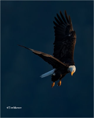  Bald Eagle