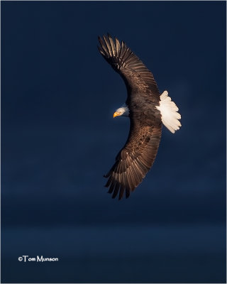   Bald Eagle 