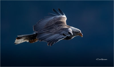 Bald Eagle (backlit)