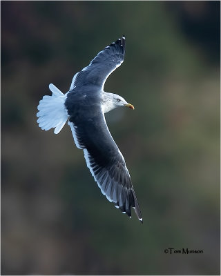  Lesser Black-backed Gull    (Rare Gull for north Idaho)