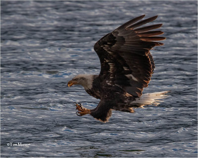  Bald Eagle 