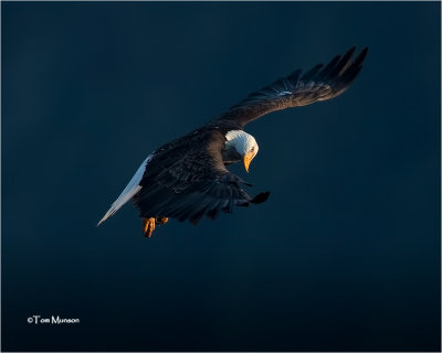  Bald Eagle