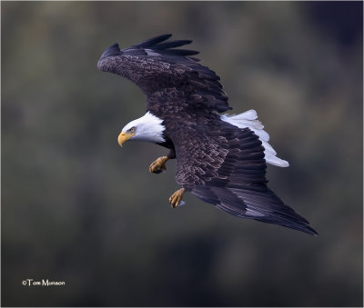 Bald Eagle