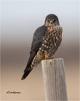 Merlin