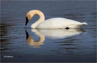  Trumpeter Swan 
