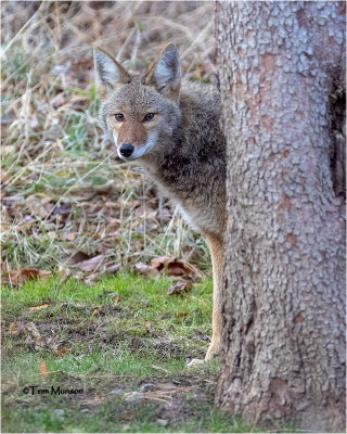  Coyote   (backyard visitor)