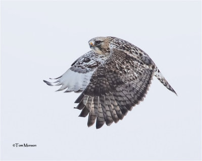  Rough-legged Hawk  (male)