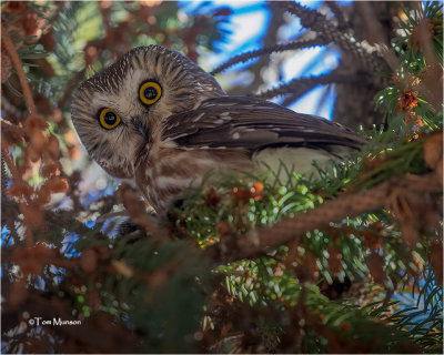  Northern Saw-whet Owl 