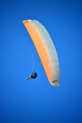 Paraglider at Tauranga, New Zealand.