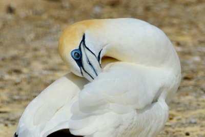 Gannet at Cap Kidnappers, New Zealand.