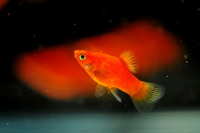 Aquarium Fish-Red Platy