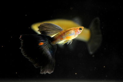 Aquarium Fish-Guppy