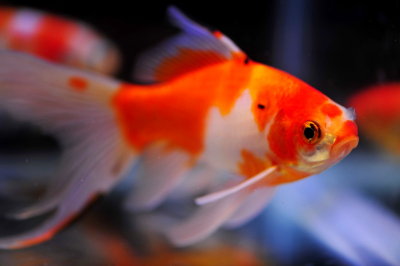 Aquarium Fish-Gold Fish/Shubunkin 