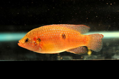 Aquarium Fish-Red Jewelry