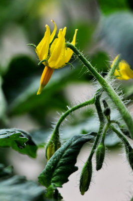 DSC_2684c.jpg