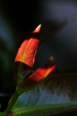 DSC_9036c.jpg