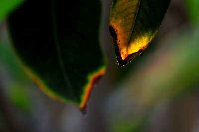 DSC_9038c.jpg