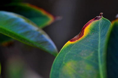 DSC_9039c.jpg