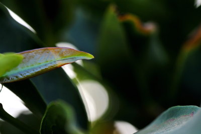 DSC_9042c.jpg