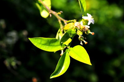 DSC_8971c.jpg