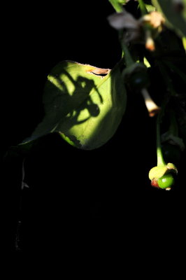 DSC_8982c.jpg