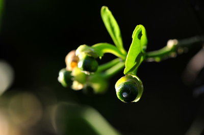 DSC_8978c.jpg