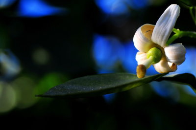 DSC_8985c.jpg