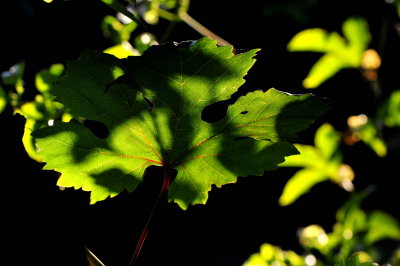 DSC_9074c.jpg