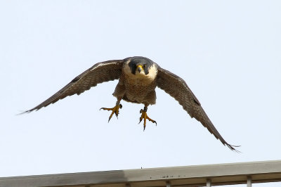 Birds Around Manitoba