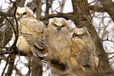 Great Horned Owls